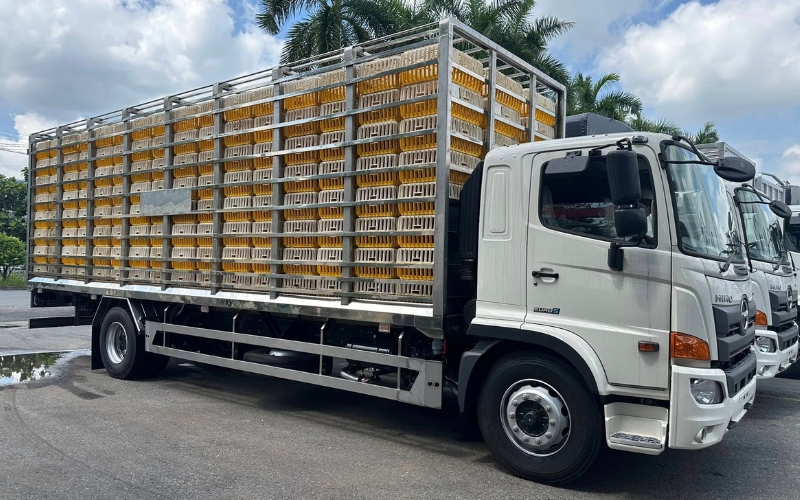 Hino FG đóng thùng chở gia cầm